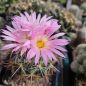 Preview: Coryphantha magentae - Lau 1244